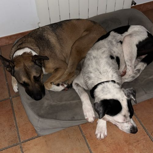 Zuko, 1 an, cherche sa famille pour la vie #4
