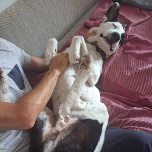 Zuko, 1 an, cherche sa famille pour la vie #6