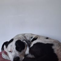 Zuko, 1 an, cherche sa famille pour la vie #0