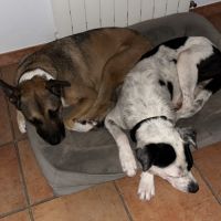 Zuko, 1 an, cherche sa famille pour la vie #4