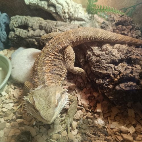 Pogona vitticeps 8 mois #2
