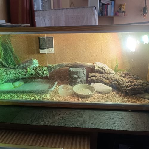 Pogona vitticeps 8 mois #0