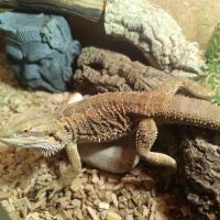 Pogona vitticeps 8 mois #1
