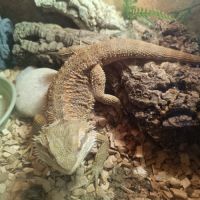 Pogona vitticeps 8 mois #2