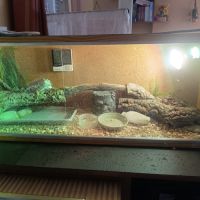 Pogona vitticeps 8 mois