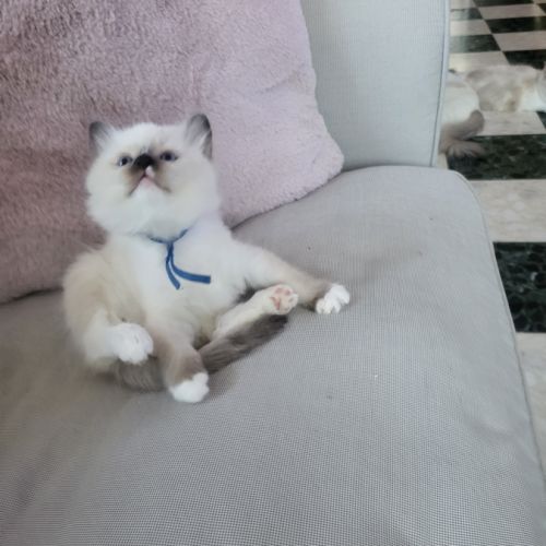 Chatons ragdoll loof #2