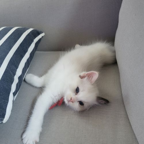 Chatons ragdoll loof