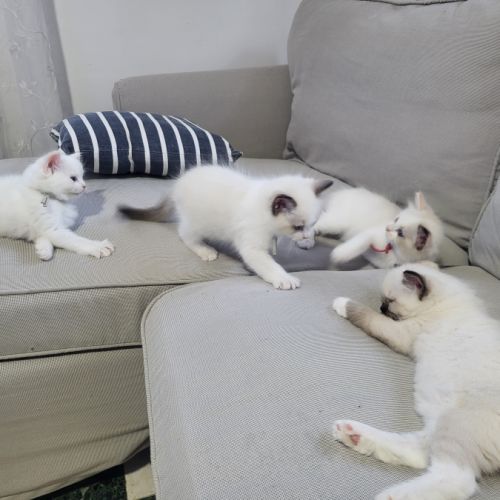 Chatons ragdoll loof #4
