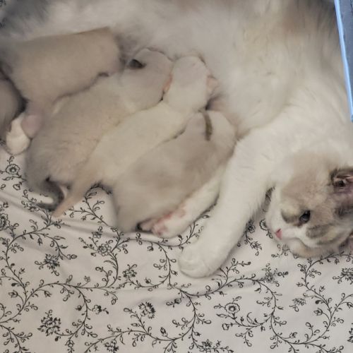 Chatons ragdoll loof #6