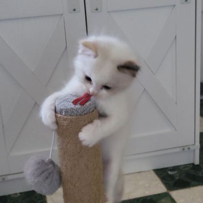 Chatons ragdoll loof #7