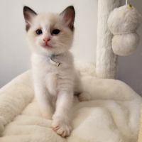 Chatons ragdoll loof #1