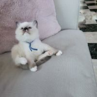Chatons ragdoll loof #2