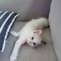 Chatons ragdoll loof #0