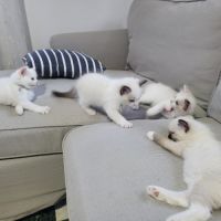 Chatons ragdoll loof #4