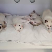 Chatons ragdoll loof #5