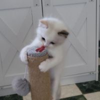 Chatons ragdoll loof #7
