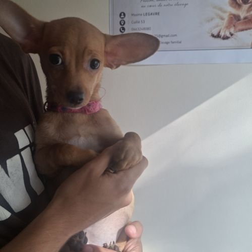 3 males chihuahua #5