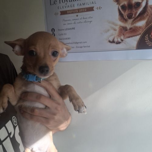 3 males chihuahua #6