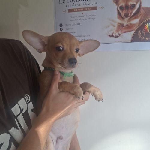 3 males chihuahua #7