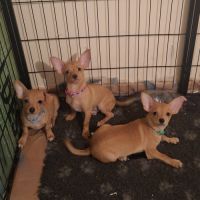 3 males chihuahua #4