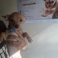 3 males chihuahua #6