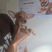 3 males chihuahua #7