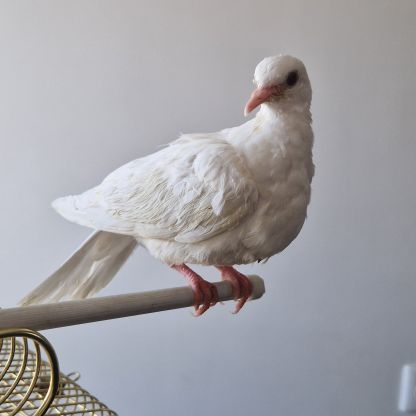 A donner jeune colombe sevrée et familière