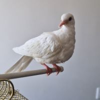 A donner jeune colombe sevrée et familière