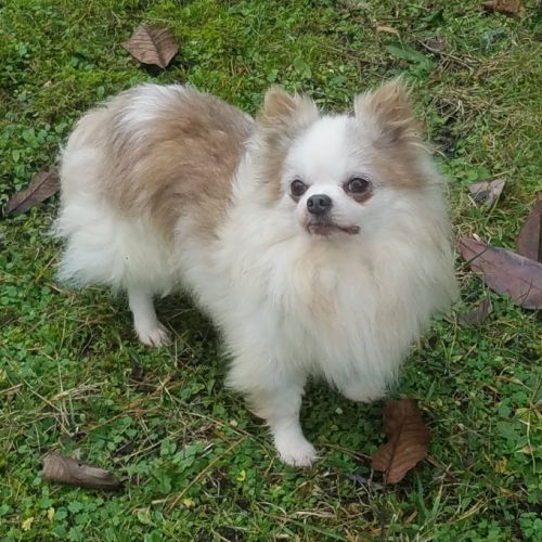 Magnifique bébé mâle chihuahua dépt 86 #1