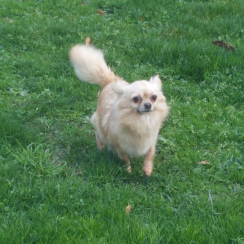 Magnifique bébé mâle chihuahua dépt 86 #2