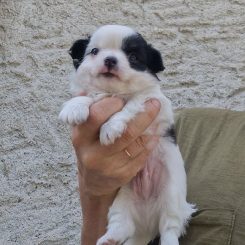 Magnifique bébé mâle chihuahua dépt 86 #4
