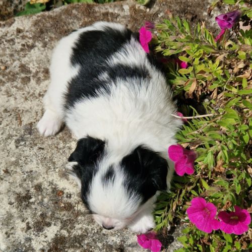 Magnifique bébé mâle chihuahua dépt 86 #5