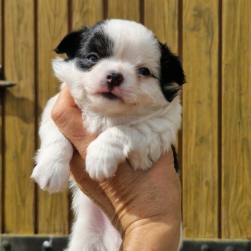 Magnifique bébé mâle chihuahua dépt 86