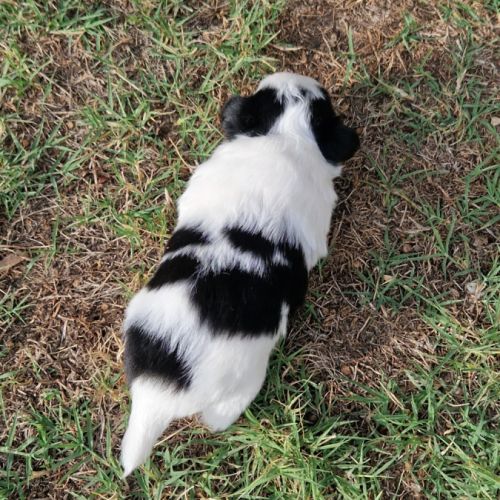 Magnifique bébé mâle chihuahua dépt 86 #7