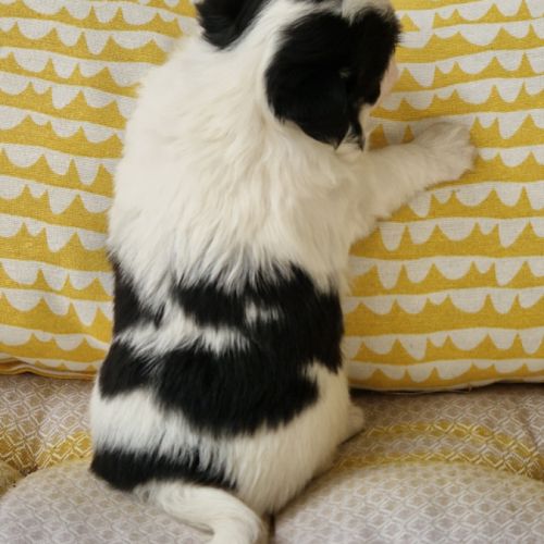 Magnifique bébé mâle chihuahua dépt 86 #8