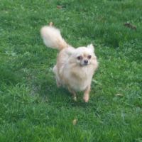 Magnifique bébé mâle chihuahua dépt 86 #2