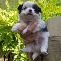 Magnifique bébé mâle chihuahua dépt 86 #3