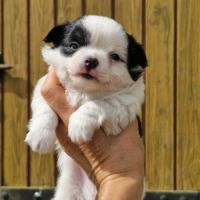 Magnifique bébé mâle chihuahua dépt 86 #0