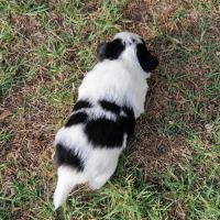 Magnifique bébé mâle chihuahua dépt 86 #7