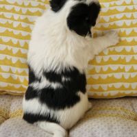 Magnifique bébé mâle chihuahua dépt 86 #8
