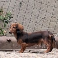 Joli teckel nain poil long #1