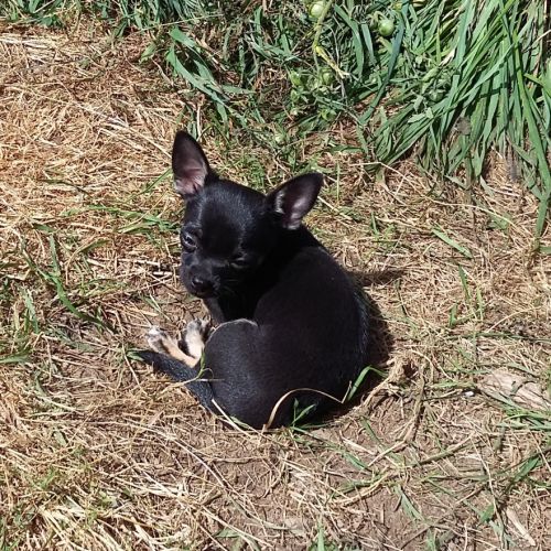 Femelle chihuahua disponible #1