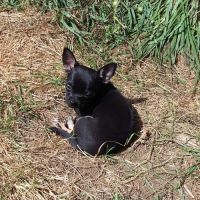 Femelle chihuahua disponible #1