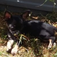 Femelle chihuahua disponible #2