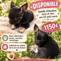 Femelle chihuahua disponible