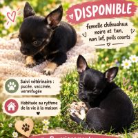 Femelle chihuahua disponible #0
