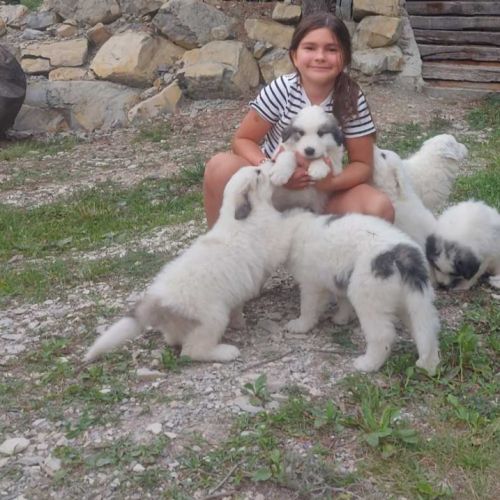 Chiot, mâle patou, montagne des pyrénées #4