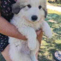Chiot, mâle patou, montagne des pyrénées #1