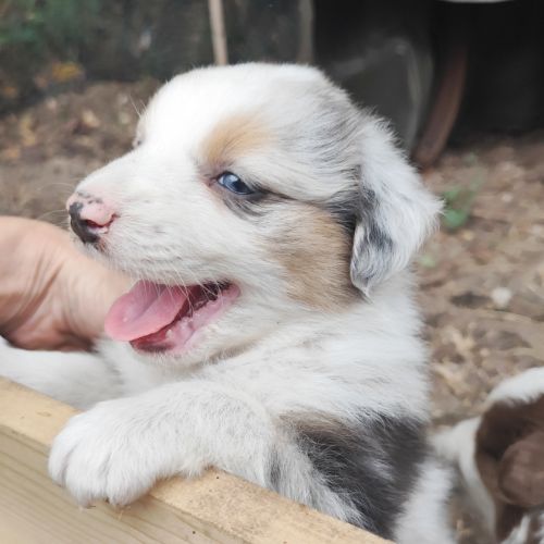 Chiots mâles bergers australiens #3