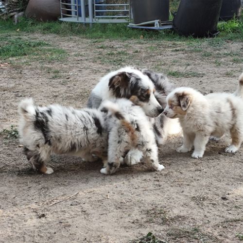Chiots mâles bergers australiens #4